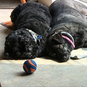 Meet your Posher, Gary